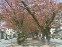 桜の紅葉　撮影日：２００６年１１月５日　撮影：管理人