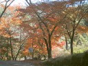 妙琴公園、入り口付近の紅葉　撮影日：２００６年１１月１５日　撮影：管理人