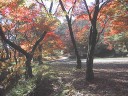 妙琴公園の紅葉　撮影日：２００６年１１月１５日　撮影：管理人
