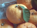 知人から送られてきた柚子　撮影日：２００６年１２月２１日　撮影：管理人
