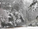雪の山麓公園　撮影日：２００７年１月６日　撮影：管理人