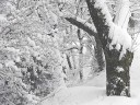 雪の山麓公園　撮影日：２００７年１月７日　撮影：管理人