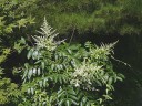 白膠木（ぬるで）の花　撮影日：２００７年８月１９日　撮影：管理人