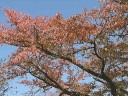 桜の紅葉　撮影日：２００７年１１月５日　撮影：管理人