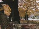 桜並木の紅葉と落葉　撮影日：２００７年１１月１７日　撮影：管理人