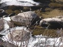 川原の猫柳（ねこやなぎ）　撮影日：２００８年１月２７日　撮影：管理人
