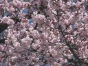 桜咲く。多分ヒガンザクラ♪　撮影日：２００８年３月２７日　撮影：管理人