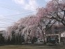 飯田市鈴加町公園の枝垂桜　撮影日：２００８年４月３日　撮影：管理人