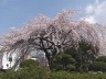 飯田市鈴加町公園の枝垂桜　撮影日：２００８年４月３日　撮影：管理人