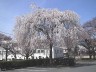 桜並木横の枝垂れ桜　撮影日：２００８年４月５日　撮影：管理人