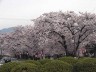 桜並木ロータリー辺り　撮影日：２００８年４月７日　撮影：管理人