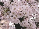 飯田市の桜並木　撮影日：２００８年４月７日　撮影：管理人