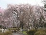 妙琴ツツジ園の桜　撮影日：２００８年４月１２日　撮影：管理人