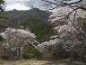 妙琴公園の桜　撮影日：２００８年４月１３日　撮影：管理人