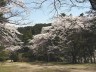 妙琴公園の桜　撮影日：２００８年４月１３日　撮影：管理人