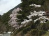 妙琴公園の対岸の桜　撮影日：２００８年４月１３日　撮影：管理人