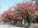 桜並木の紅葉　撮影日：２００８年１１が５日　撮影：管理人