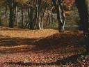 落ち葉が覆う山麓公園内　撮影日：２００８年１１月２０日　撮影：管理人