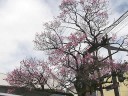 飯田城の紅梅　撮影日：２００９年３月１１日　撮影：管理人