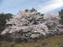山麓公園（妙琴ツツジ園）の桜　撮影日：２００９年４月１２日　撮影：管理人