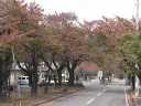 桜並木の桜の紅葉　撮影日：２００９年１０月２５日　撮影：管理人