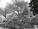 真冬日の日の雪景色　撮影：２０１０年１月１４日・管理人