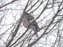木の枝でじっとしているキジ鳩　撮影：２０１０年１月１４日・管理人