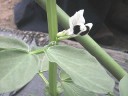 ソラマメの花♪今年は豆類に力を入れているらしい　撮影：２０１０年３月７日・管理人