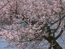 桜並木下段のヒガン桜 撮影：２０１０年３月２０日・管理人