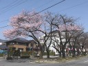 桜並木下段のヒガン桜 撮影：２０１０年３月２０日・管理人