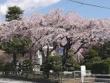 市街地、鈴加町公園の枝垂桜 撮影日：２０１０年３月２７日