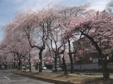 桜並木の桜 撮影日：２０１０年４月３日・管理人