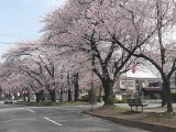 桜並木の桜 撮影日：２０１０年４月３日・管理人