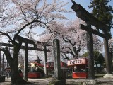 大宮神社境内の桜 撮影日：２０１０年４月３日・管理人