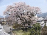 安富桜（飯田美術博物館） 撮影日：２０１０年４月６日・管理人