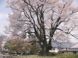 安富桜（飯田美術博物館） 撮影日：２０１０年４月６日・管理人
