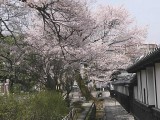 飯田美術博物館の桜 撮影日：２０１０年４月６日・管理人