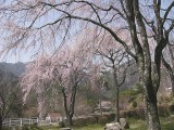 妙琴ツツジ園の枝垂桜 撮影日：２０１０年４月６日・管理人