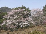 妙琴ツツジ園の桜 撮影日：２０１０年４月６日・管理人