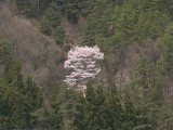 妙琴公園から見える山桜 撮影日：２０１０年４月６日・管理人