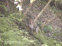 野生の日本猿　撮影日：２００６年１０月２８日　撮影：管理人