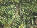 藪蔓小豆（やぶつるあずき）の実　撮影日：２００６年１０月１４日　撮影：管理人
